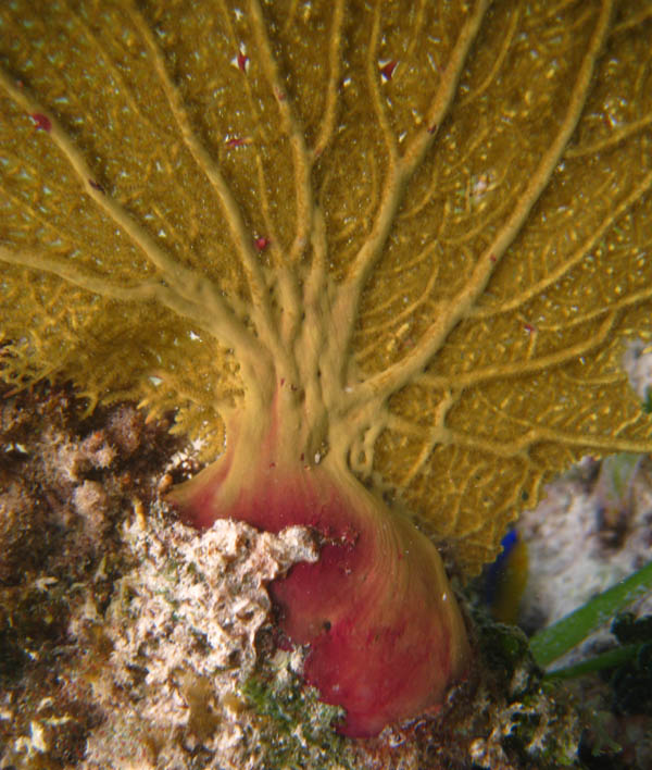 Unusual red color of the coral root