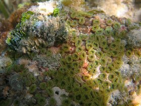 Colony of greenish polyps (August 2008) Colony of greenish polyps (August 2008)