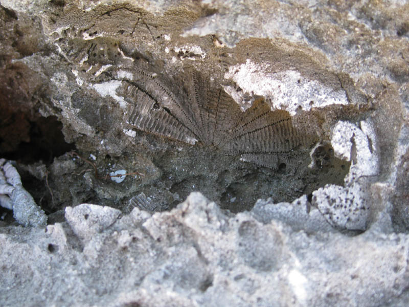 Fossil - perhaps prehistoric sea urchin