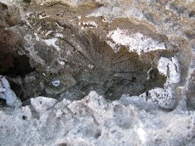 Fossil - perhaps prehistoric sea urchin (July 2008) Fossil - perhaps prehistoric sea urchin (July 2008)