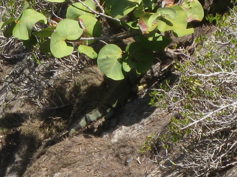 Iguana behind the fort walls