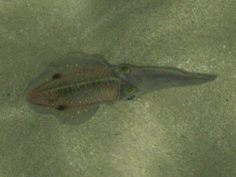 Caribbean reef squid