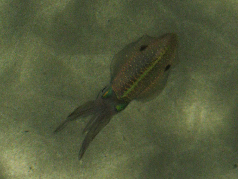 Esperanza - squids under the pier (August 2008)