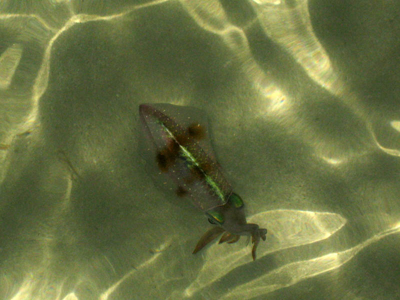 Esperanza - squids under the pier (August 2008)