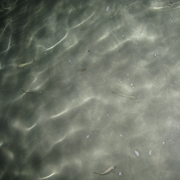 Esperanza - squids under the pier picture 19400