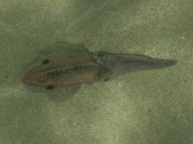 Caribbean reef squid (August 2008) Caribbean reef squid (August 2008)
