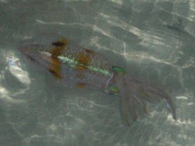 Esperanza - squids under the pier (August 2008) Esperanza - squids under the pier (August 2008)