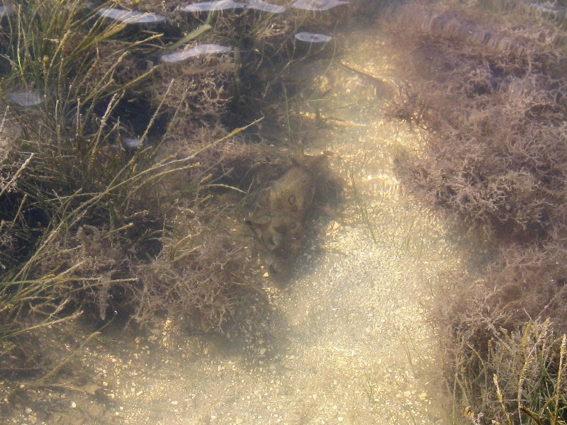 A sea hare...