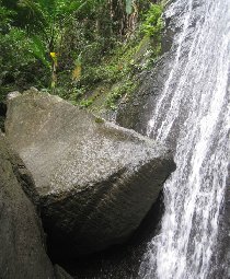 El Yunque - the rainforest (August 2008) El Yunque - the rainforest (August 2008)