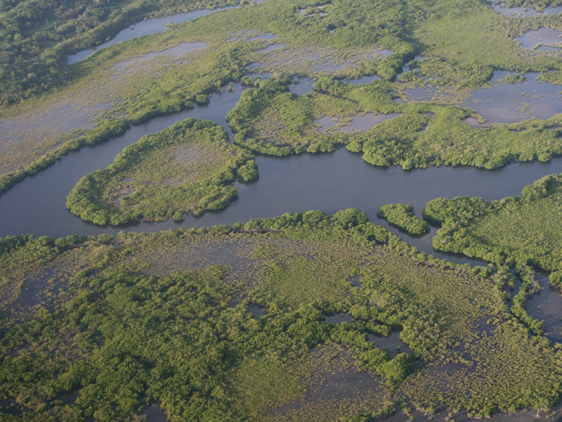 Map-ish appearance of the mangrove forest at the Eastern shore of Puerto Rico