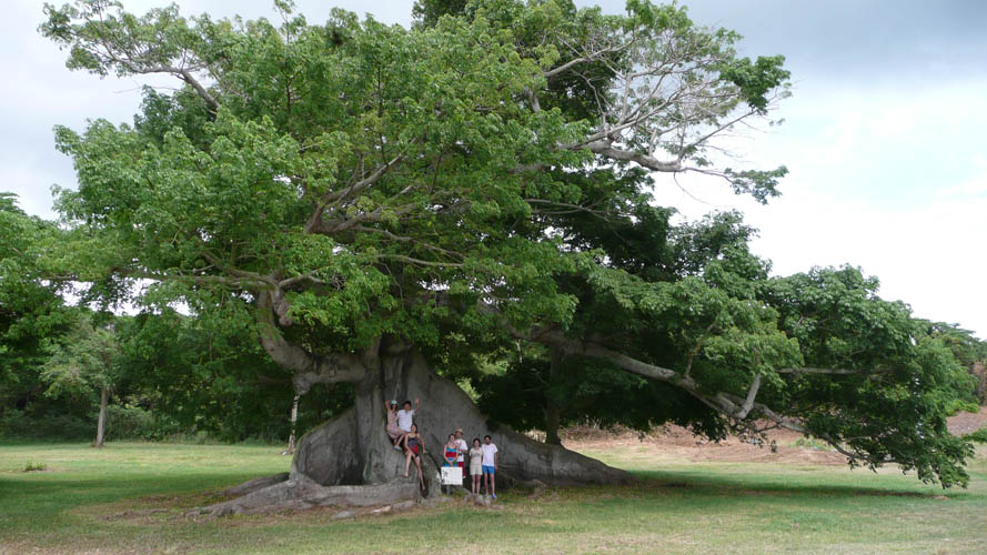 The oldest tree in this part of world