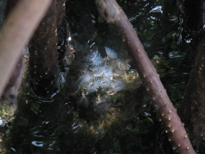 The colony of feather-duster-worms looks like flowers