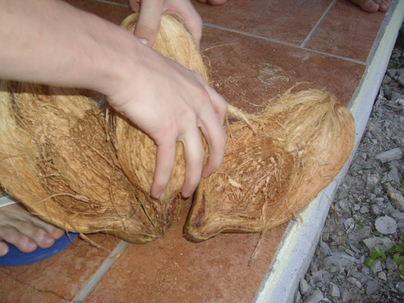 Tom cleans the coconut