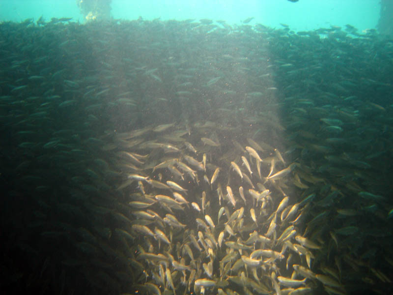 Thursday - old pier in Esperanza, lunch in Trade Winds, Navio Beach, Bar Plaza picture 17282