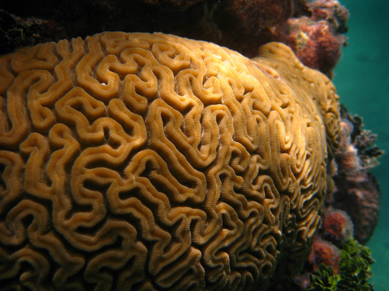 It's clear why it's being called a braincoral (July 2008)