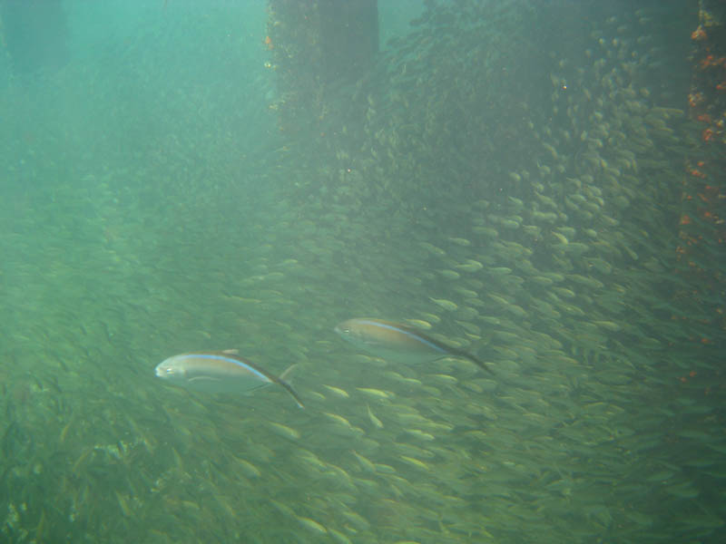 Under the old pier in Esperanza picture 17662