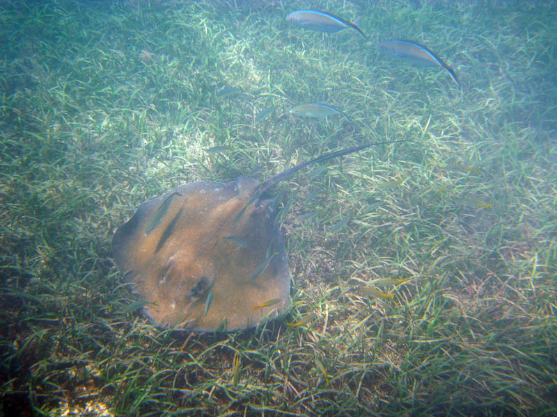 Under the old pier in Esperanza picture 17667