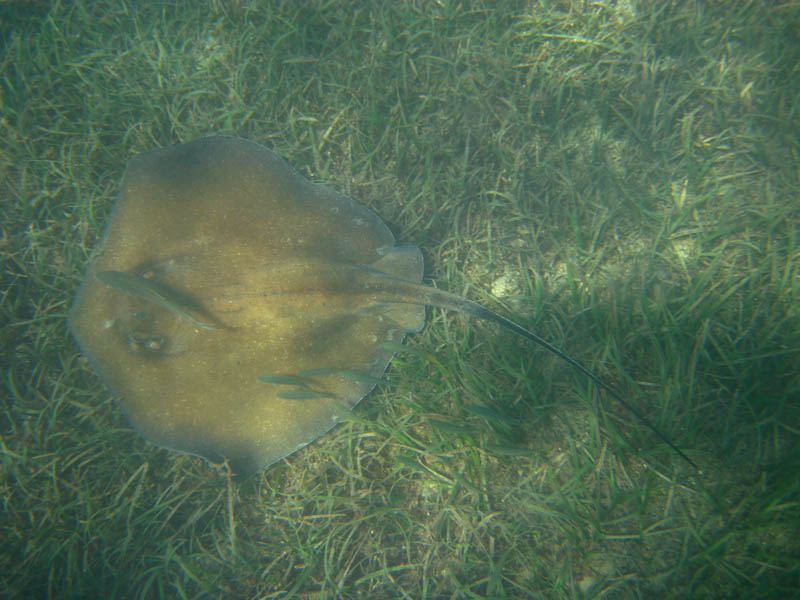 A stingray