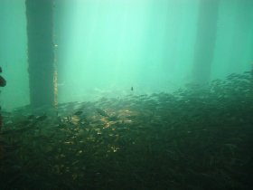 Under the old pier in Esperanza (July 2008) Under the old pier in Esperanza (July 2008)