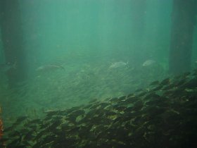 Under the old pier in Esperanza (July 2008) Under the old pier in Esperanza (July 2008)