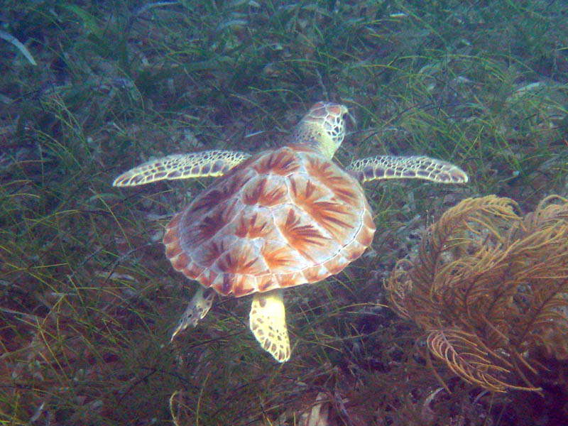 Turtle in Bahía de la Chiva (July 2008)