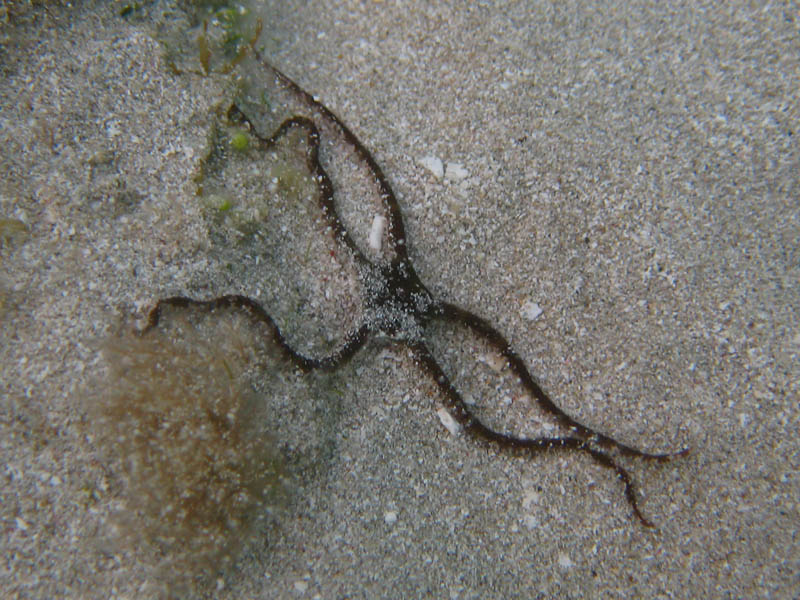 Blunt-spined brittle star