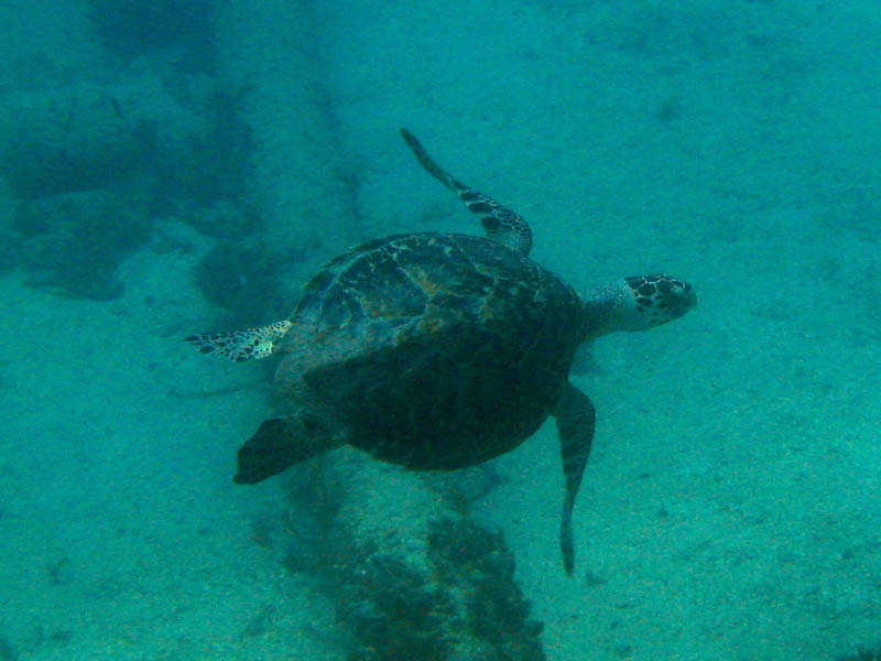 Scuba diving in the Caribbean Sea picture 17535