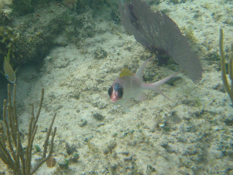 Isopod parasite on the forehead of a squirrelfish (July 2008)