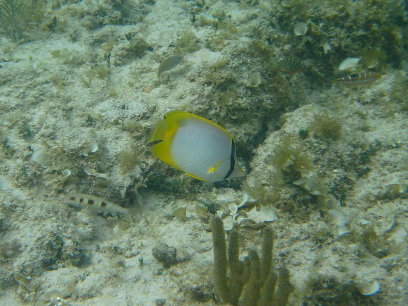 Spotfin Butterflyfish (July 2008)