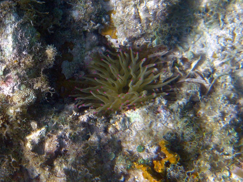 Giant Anemone