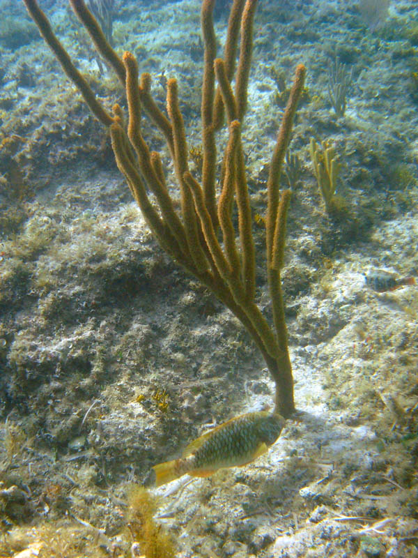 Parrotfish