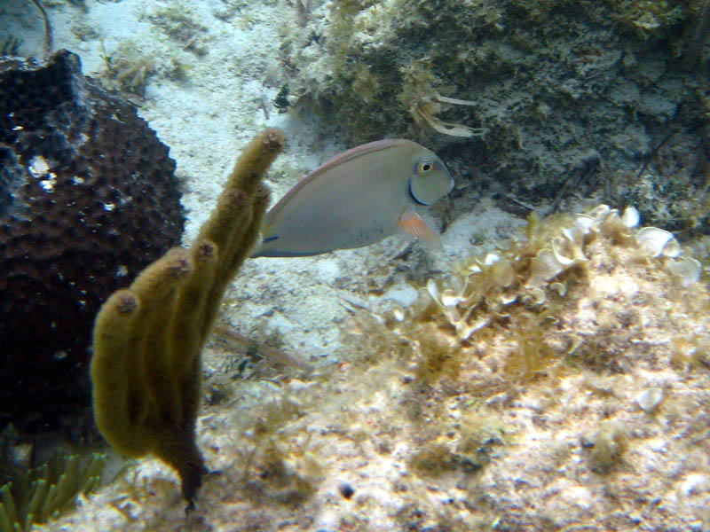 Ocean surgeonfish