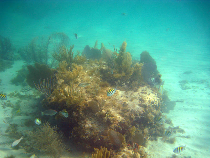 Small coral reef on the sandy bottom