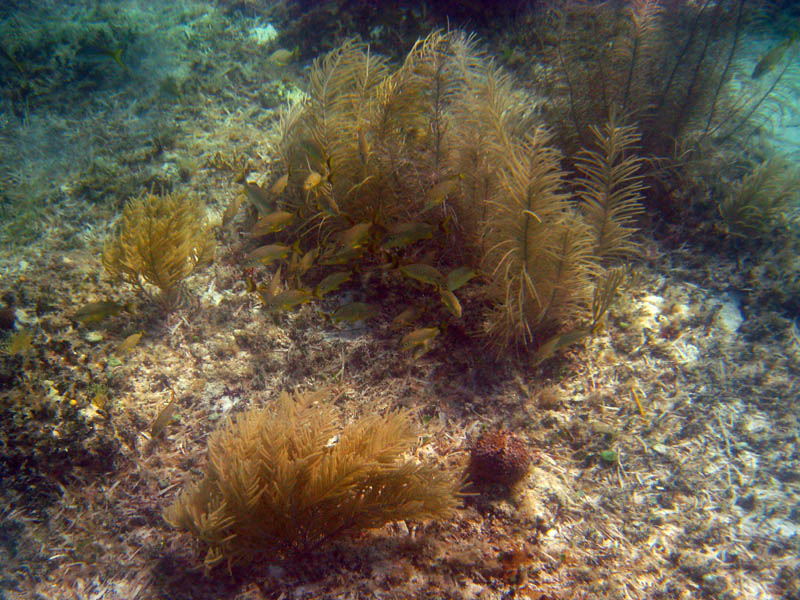 Shoal of fish among sea plumes