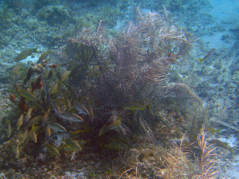 Shoal of blue stripped grunts (Haemulon sciurus) and white grunts (Haemulon plumieri) hiding in the shadow of the sea plume (Muriceopsis flavida)