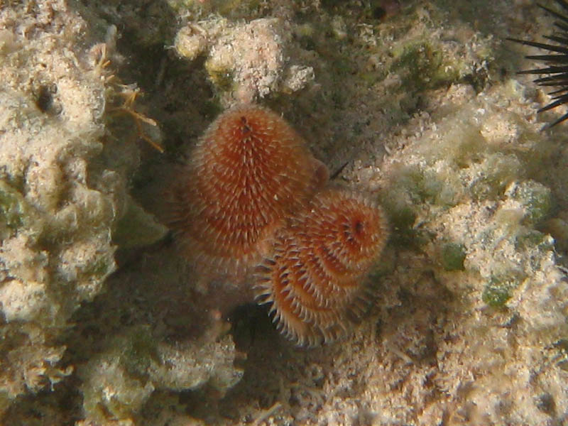 Christmas-tree worm (August 2008)