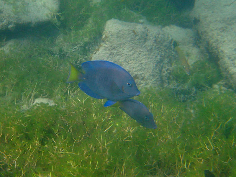 Blue tang