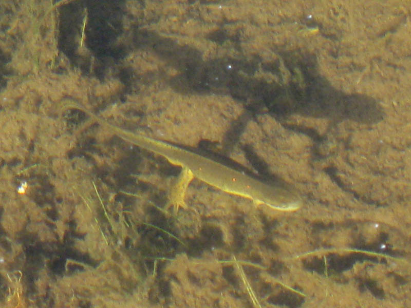 Red-spotted newt in the pond