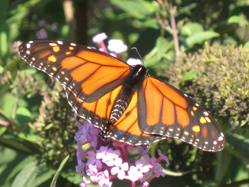 Monarch Butterfly - male