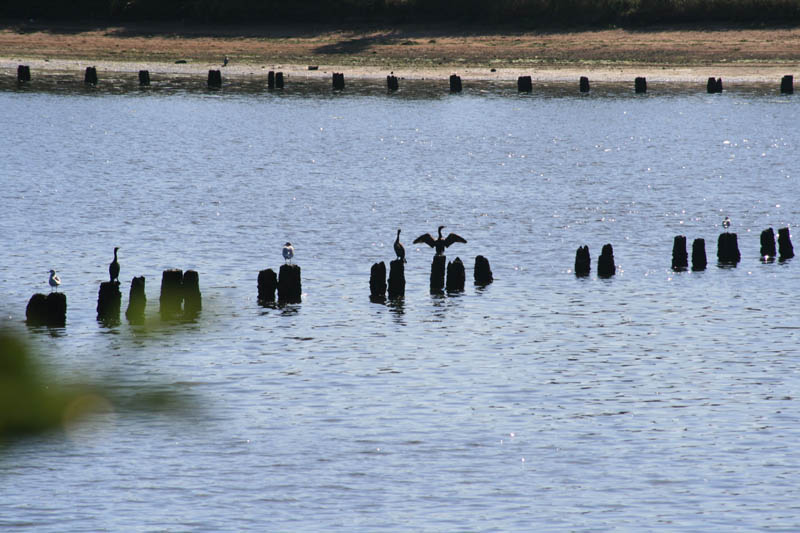 Cormorans and seagulls