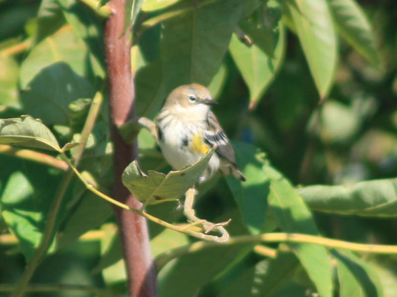 Yellow-rumped Warbler (Myrtle Warbler)