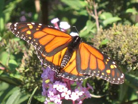 Monarch Butterfly - male (October 2008) Monarch Butterfly - male (October 2008)