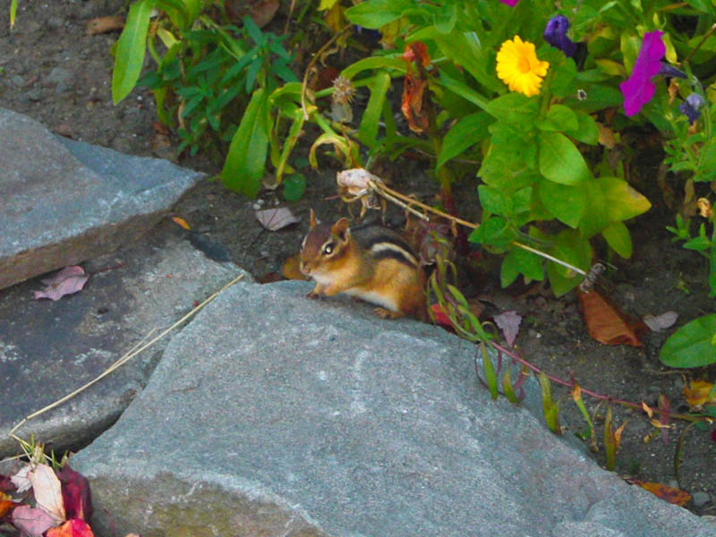 Eastern chipmunk