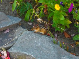 Eastern chipmunk (October 2008) Eastern chipmunk (October 2008)
