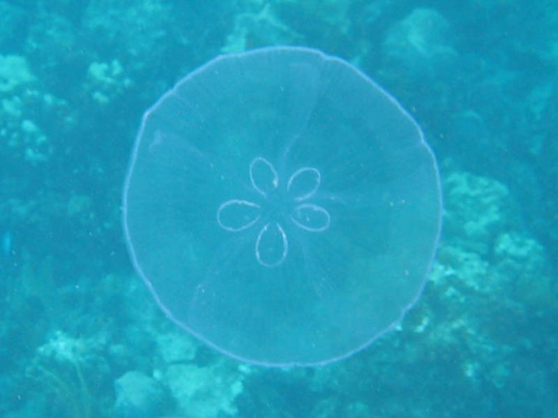 Unusual moon jellyfish (with 5 ears)
