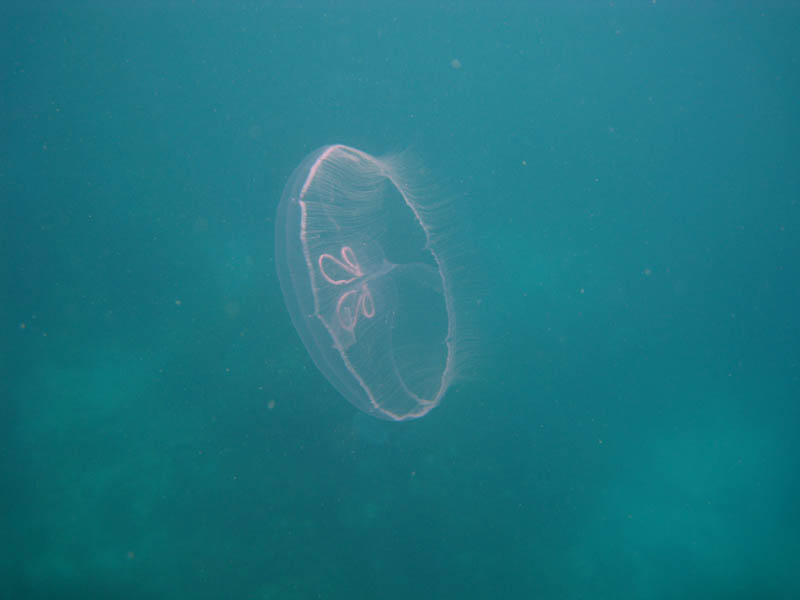 Jellyfish (August 2008)