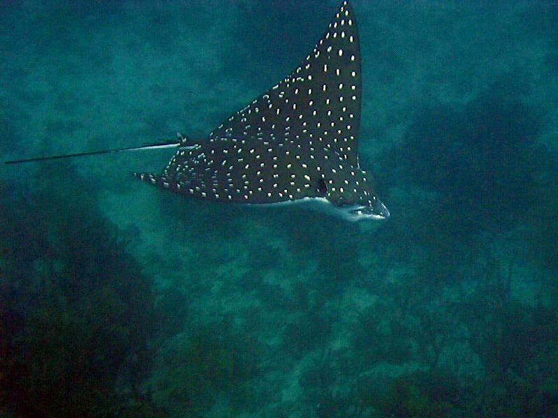 Dotted eagle ray