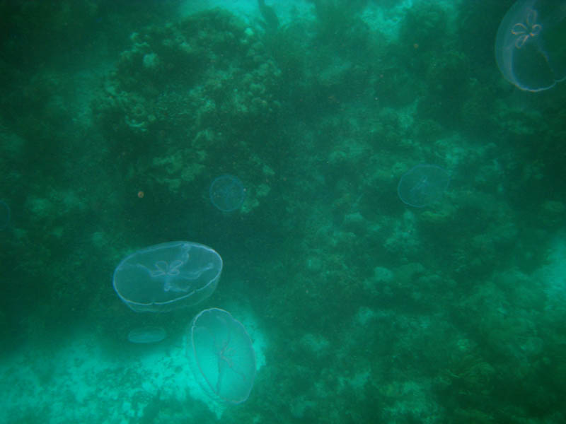 Jellyfish everywhere