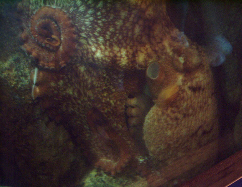Octopus behind the glass