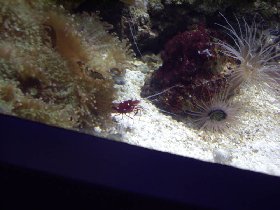 Shrimp among sea anemones (June 2008) Shrimp among sea anemones (June 2008)